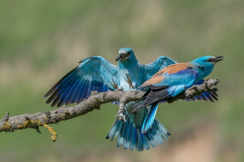 roller, european roller, kraska, coracias garrulus, aves, birds, ptaki, dominik chrzanowski fotografia przyrodnicza, dominik chrzanowski wildlife photography European Roller фото превью