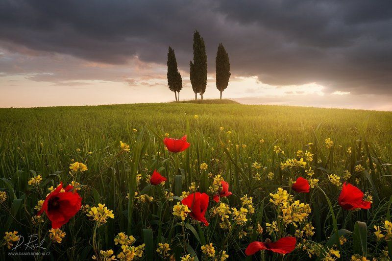 italy, tuscan, tuscan, san quirico d´orcia, pienza, spring, morning, poppies, flowers, sunlight, clouds, meadow, field, spring meadow,cypress, cypress grove, grove, sun, daniel rericha, Blooming Tuscany фото превью