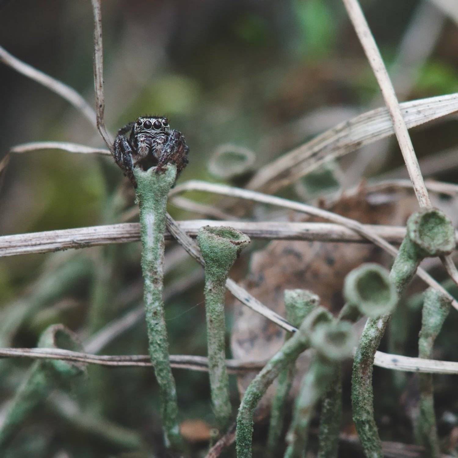 макро, паук, скакун, macro, spider, salticidae, Дмитрий