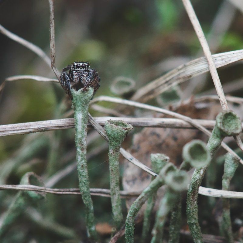 макро, паук, скакун, macro, spider, salticidae  фото превью