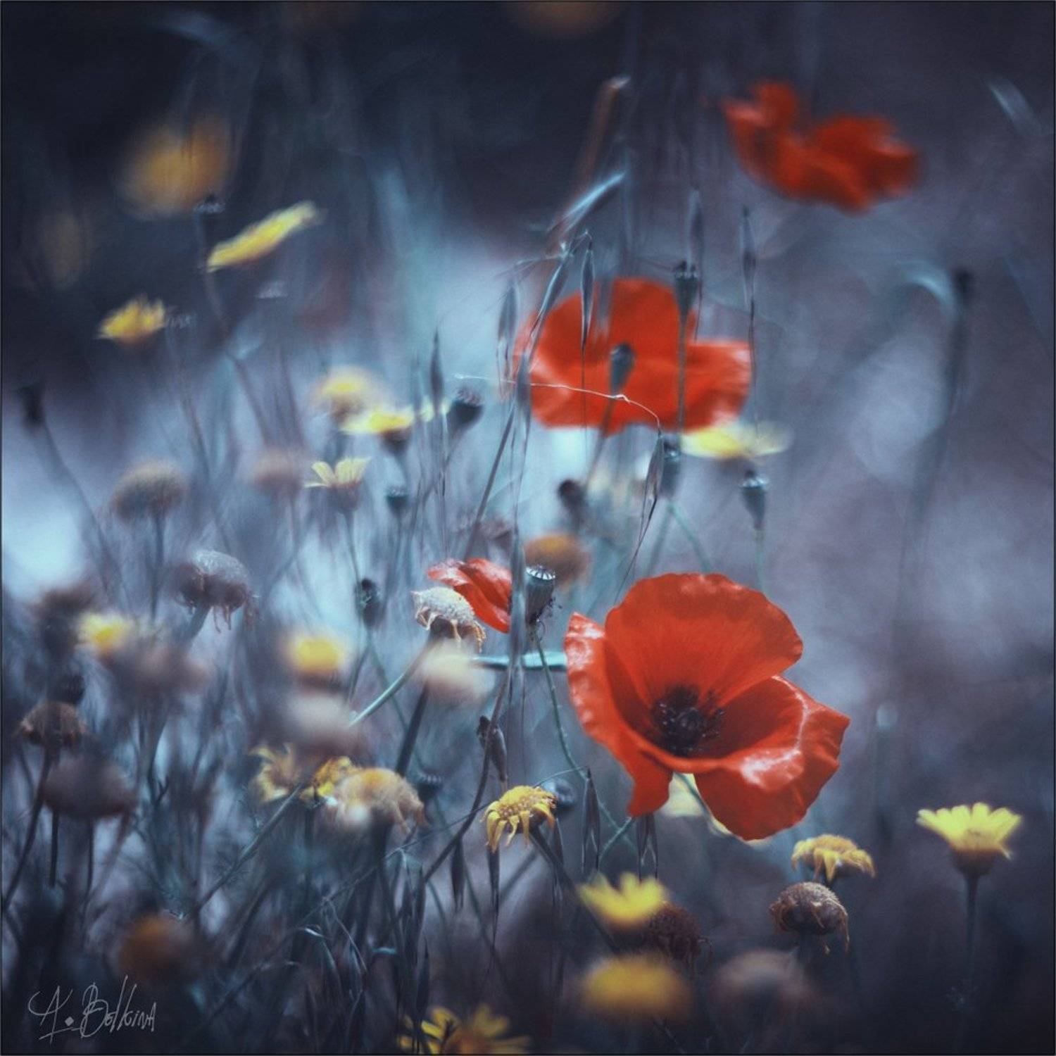 , Ариадна Белкина