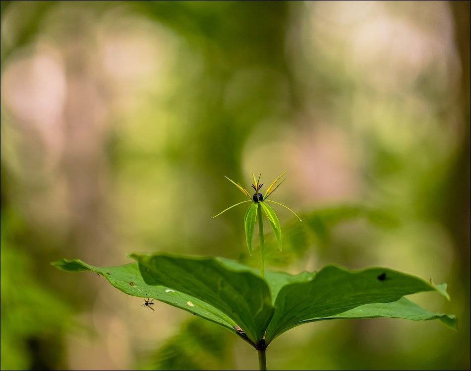 , Бурлов Андрей
