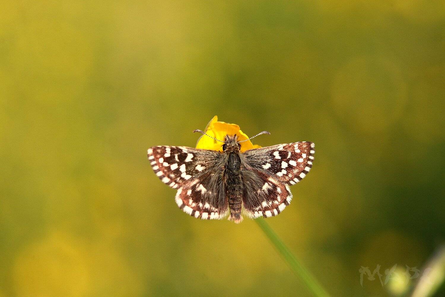 , Шангареев Марс