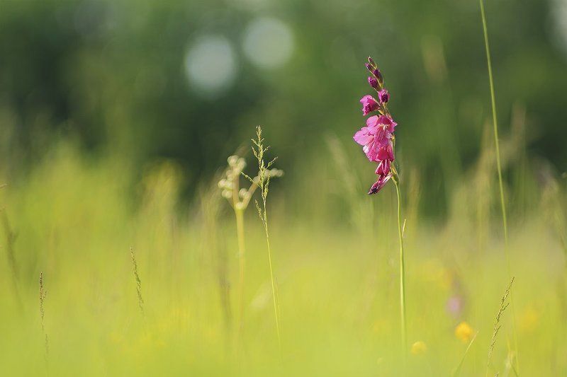 Gladiolus imbricаtus, Гладиолус черепитчатый, Шпажник черепитчатый Гладиолус черепитчатый фото превью