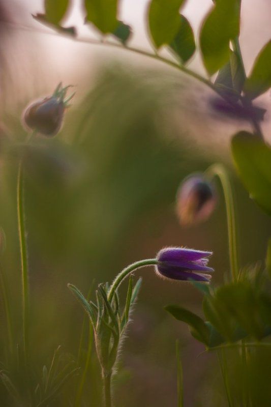 Один день из жизни Прострела даурского ( Pulsatilla dahurica ) фото превью