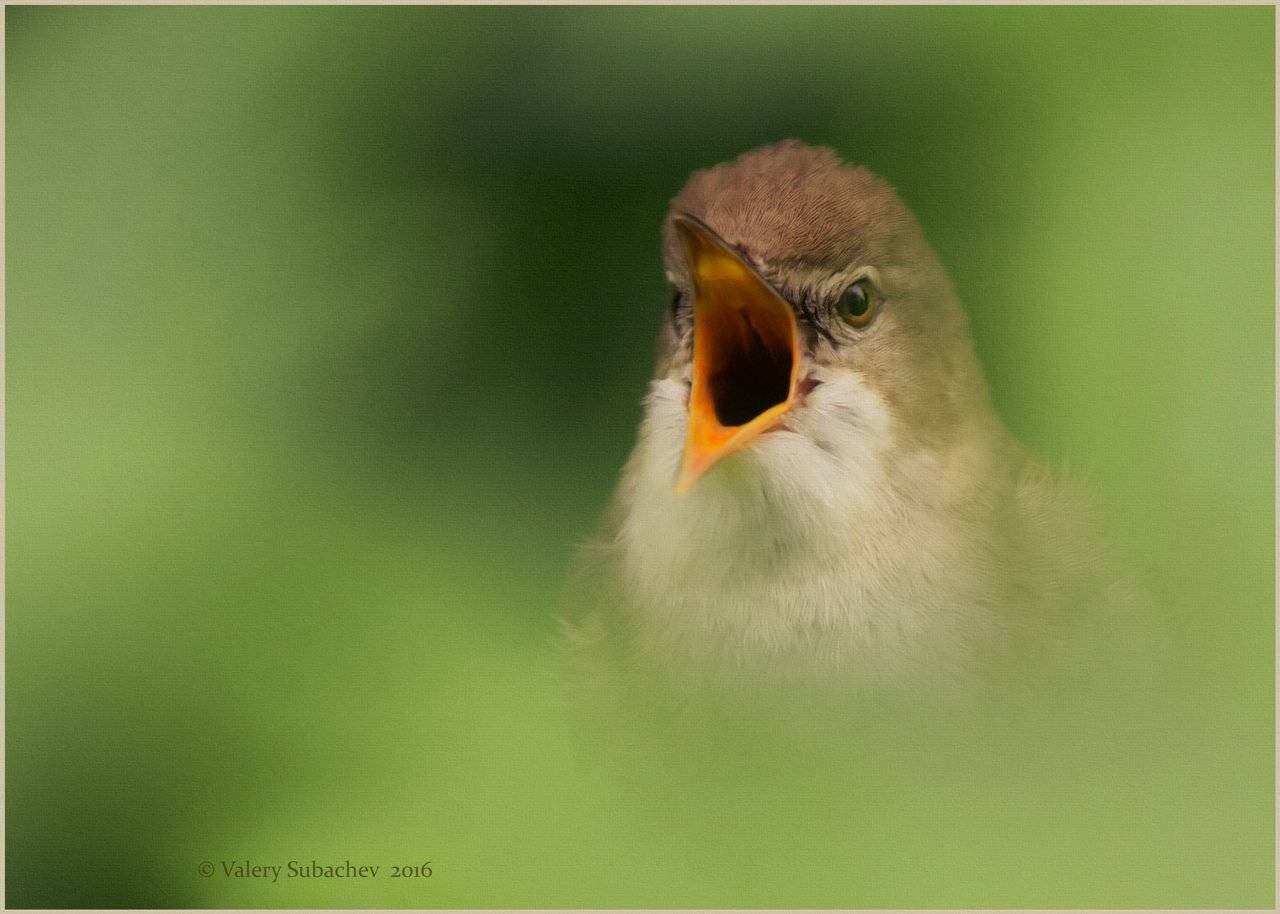 , Валерий Субачев