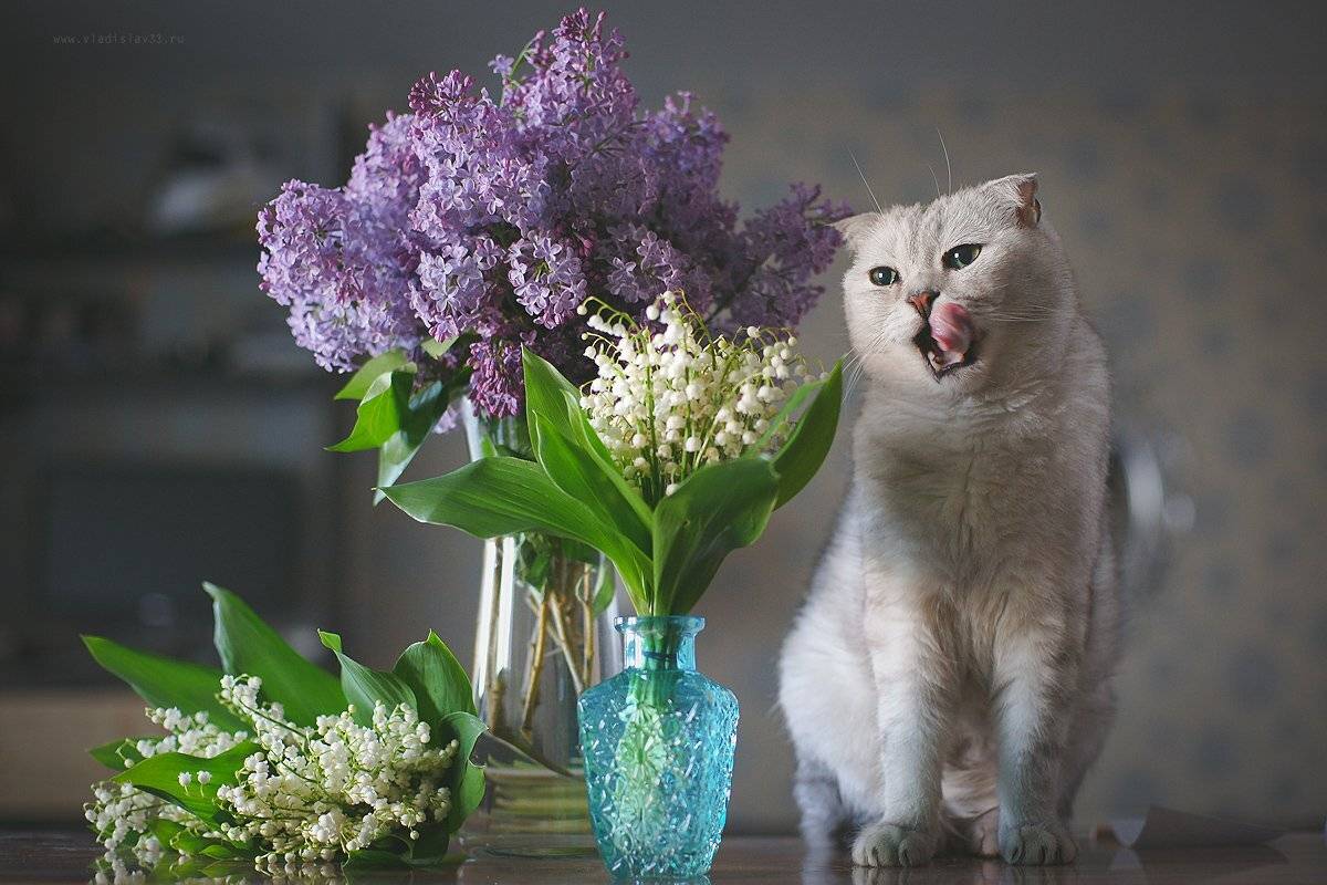 , Владислав.