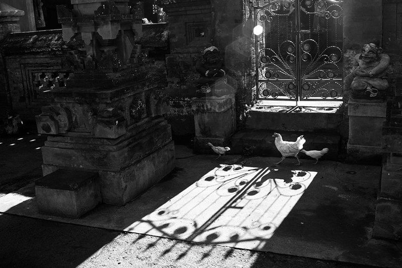 Bali, Chicken, Estet MF, Saratov, Shadows, Street, Бали, Жанр, Куры, Саратов, Тени, Улица балийская зарисовка фото превью