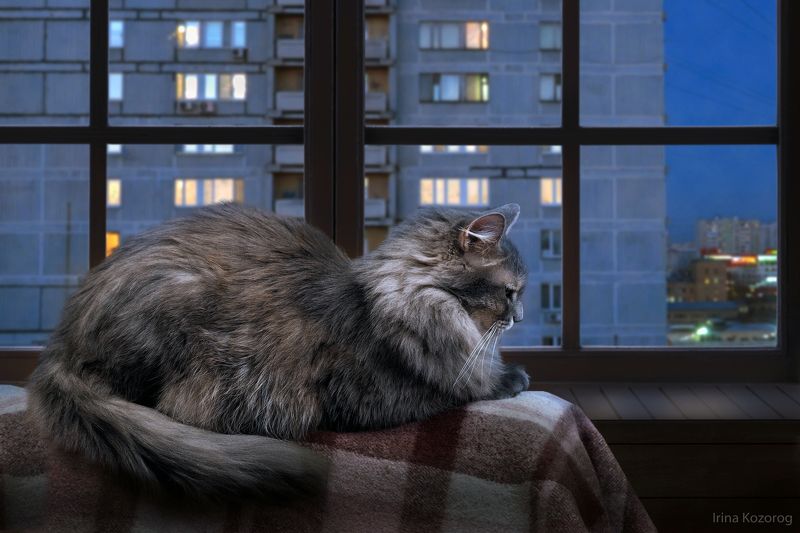 Кот, Ночь Ждет... фото превью