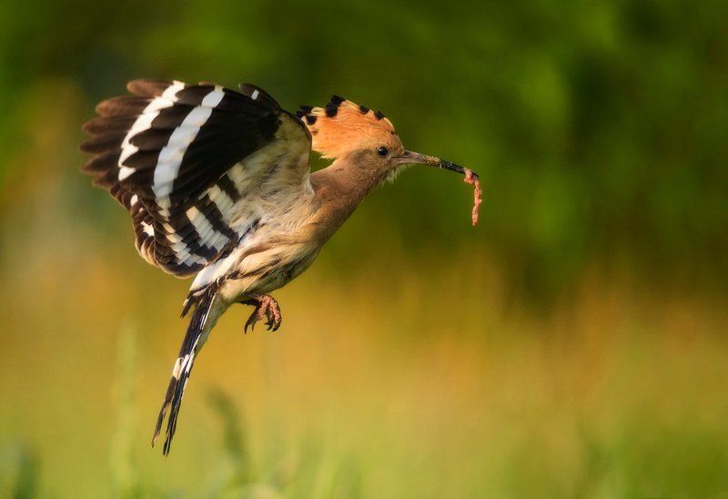 The Snack фото превью