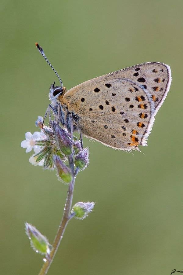 Butterfly, Insect, Macro, Makro, Nature, Mariusz Oparski