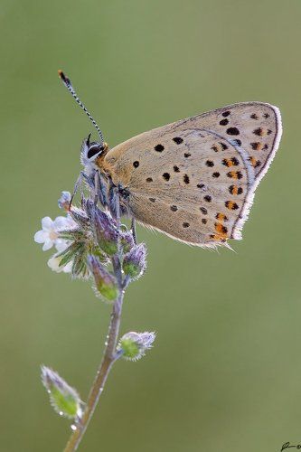 Lycaena tityrus