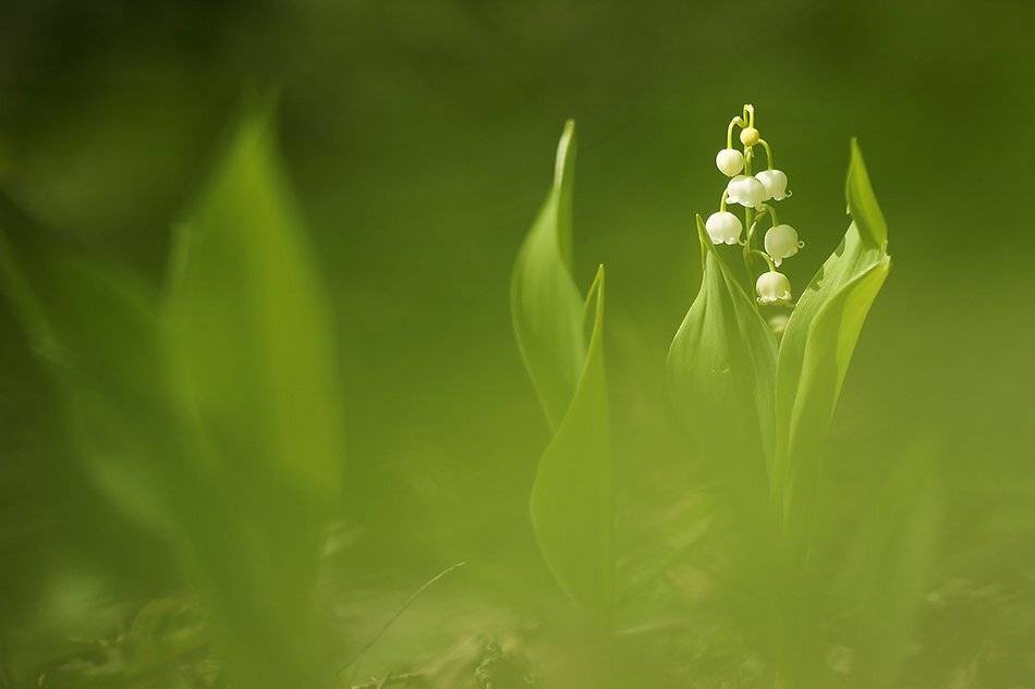 , Иваненко Светлана