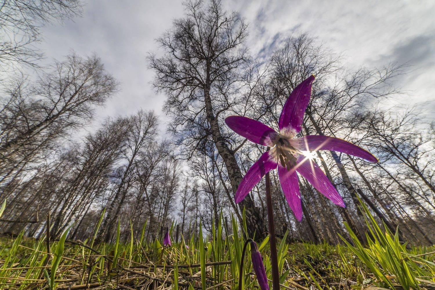 пейзаж природа, цветы, лет, красота, весна, деревья, Дмитрий Старостенков