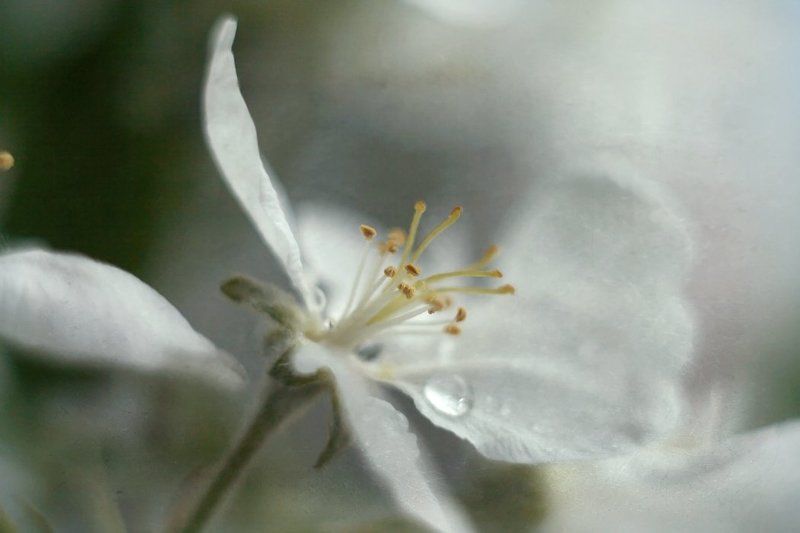 весенняя нежность... фото превью