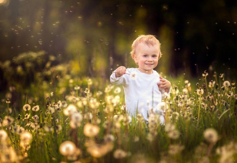 dandelions, dandelion, child , portrait, people, poland, nature Dandelions ! фото превью