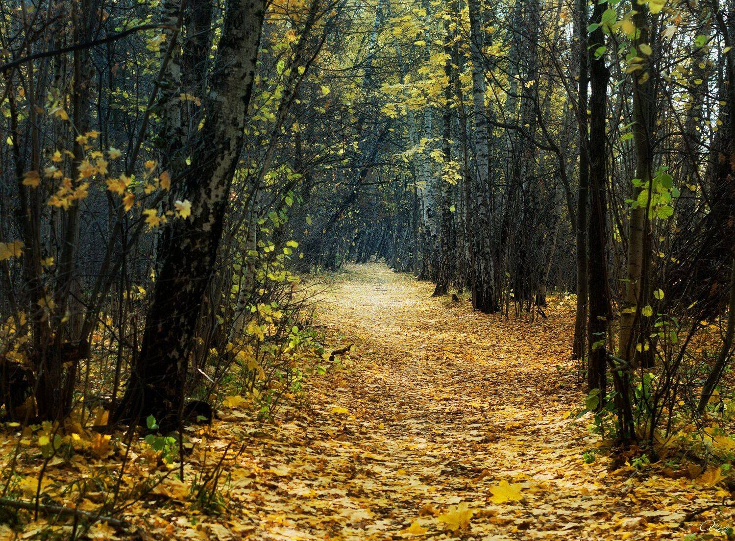 , Александр Кудинов