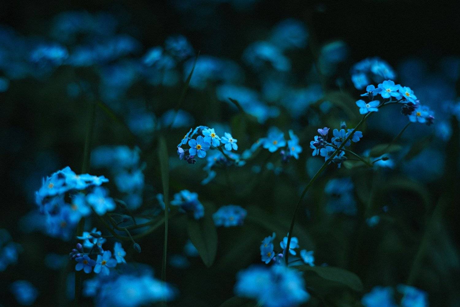 , Кокорев Илья