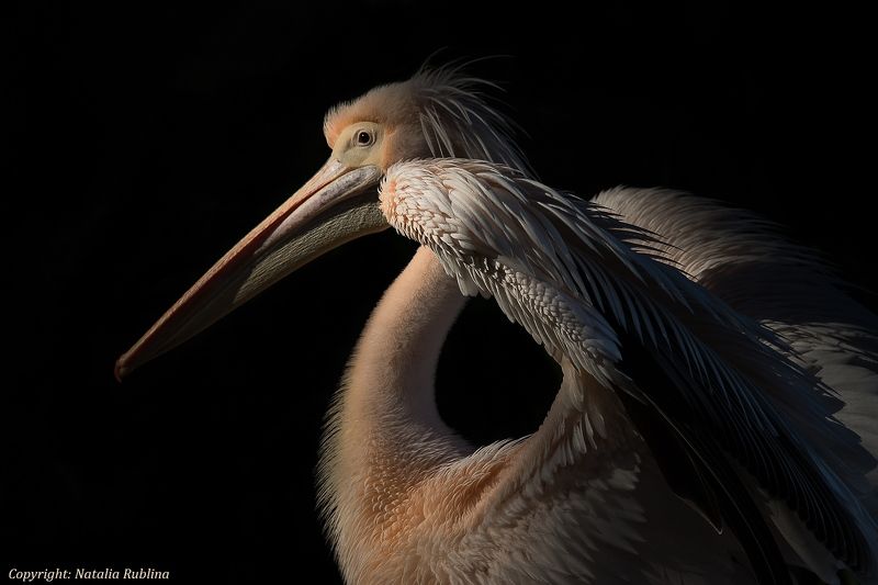 Животные, Крылья, Настроение, Пеликаны, Природа, Птицы, Свет Frame of Mind... фото превью