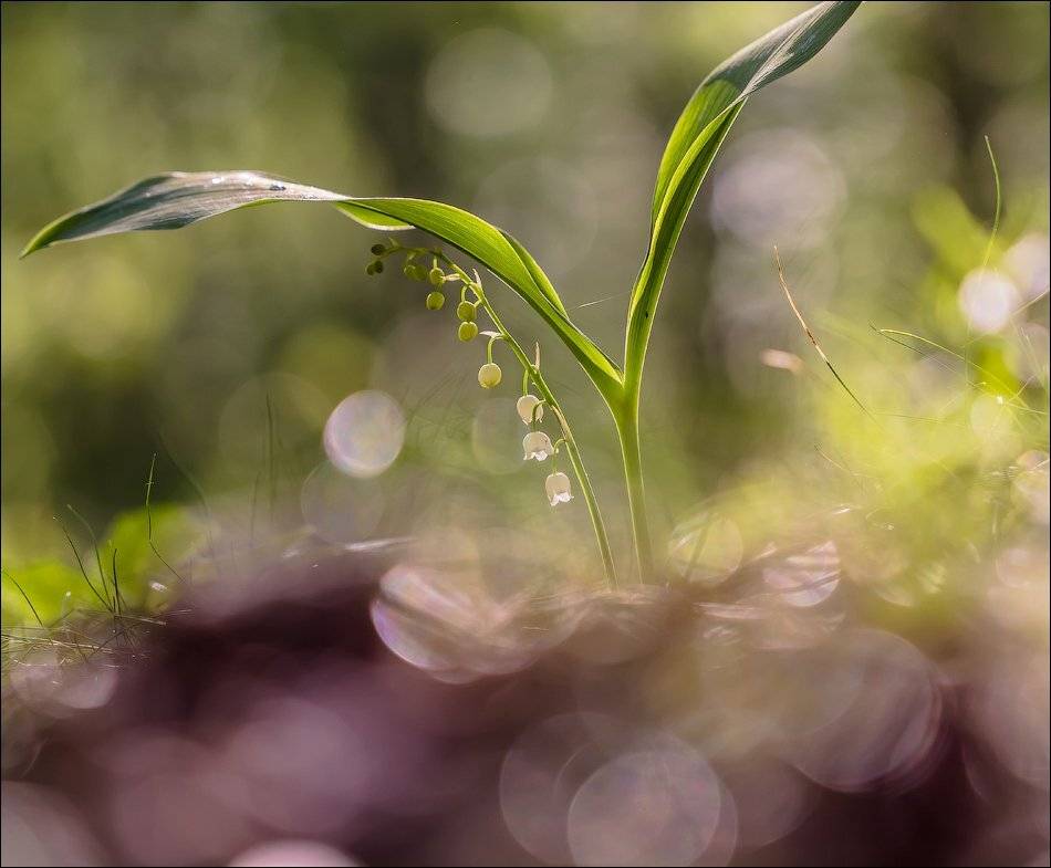 , Бурлов Андрей