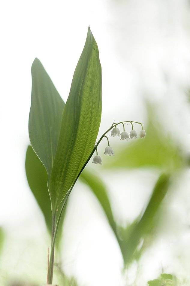 , Иваненко Светлана