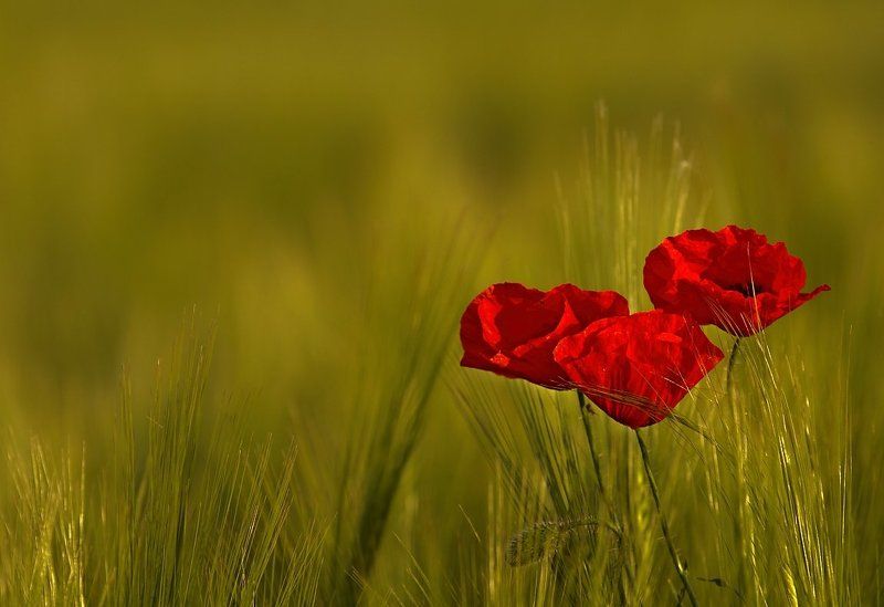 Poppies фото превью