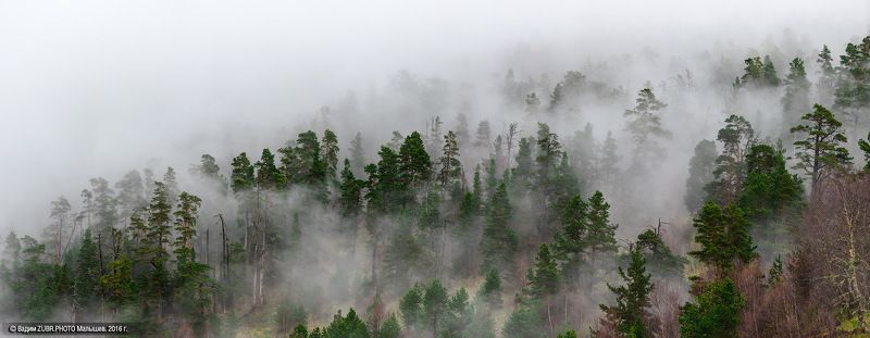 Кавказ, Тхач, пейзаж, панорама, туман, лес,  Живые склоны Большого Тхача фото превью