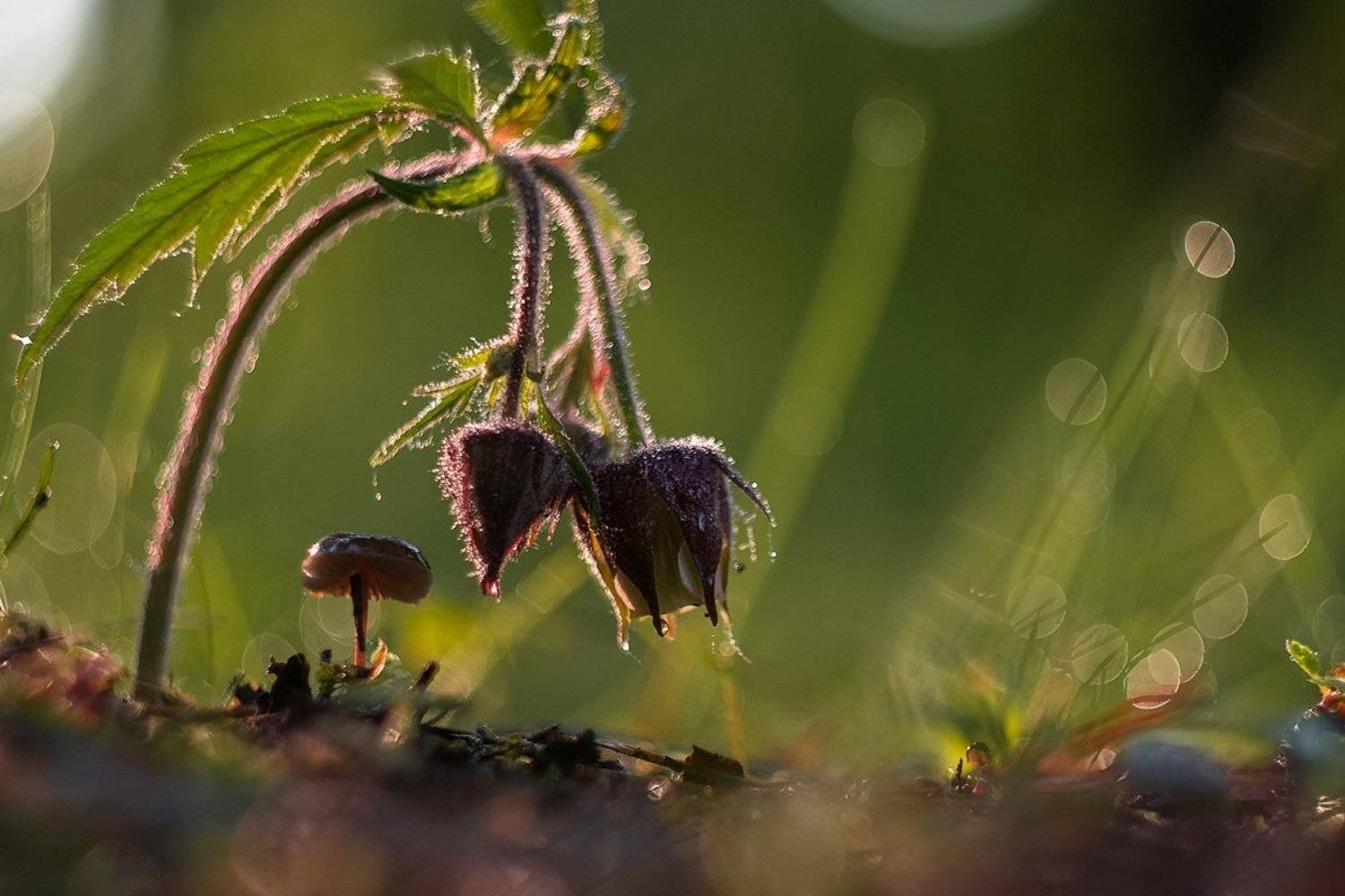 гриб, макро, цветок, Олег Зкл