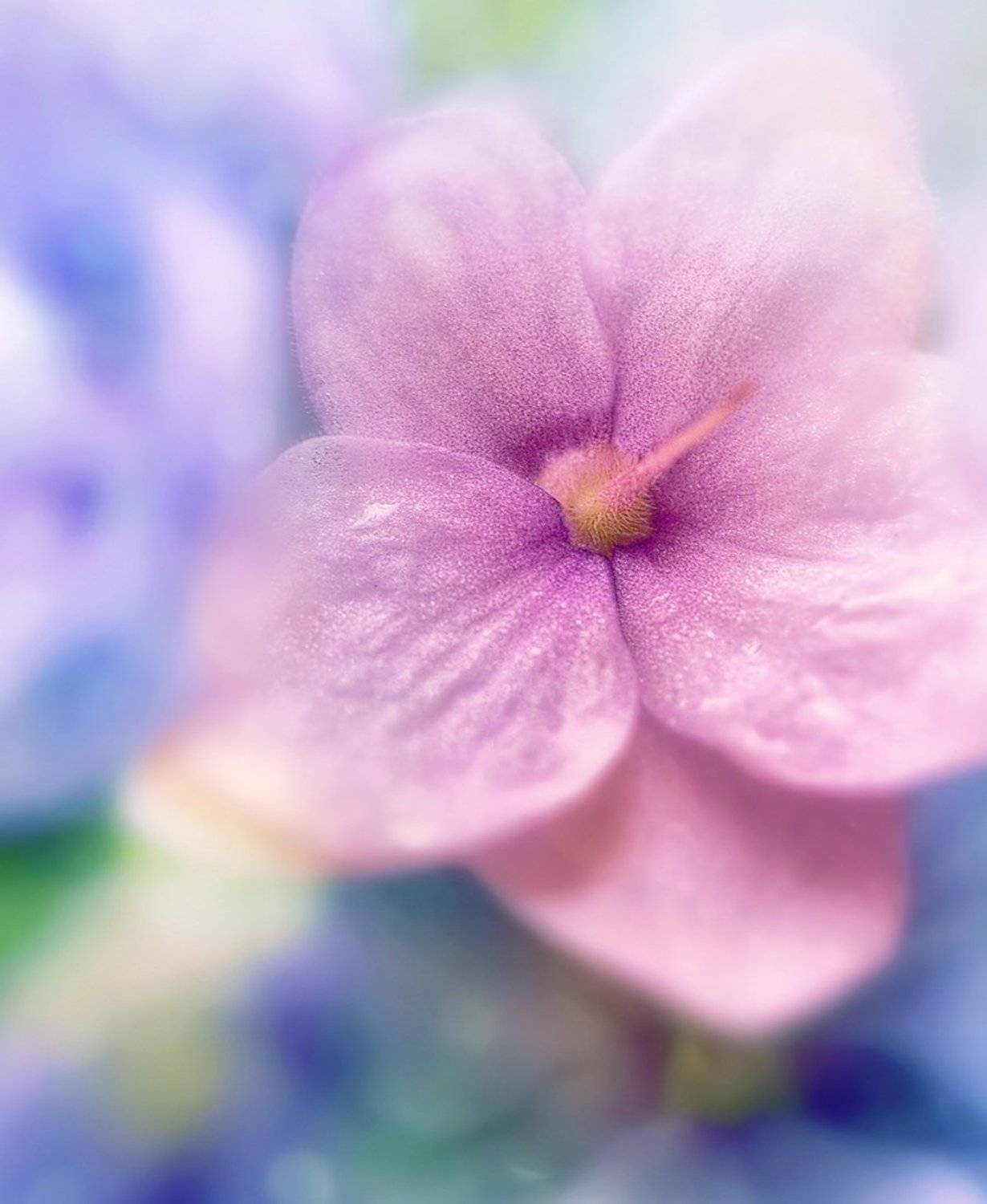 , antrisolja - Татьяна Татаренок