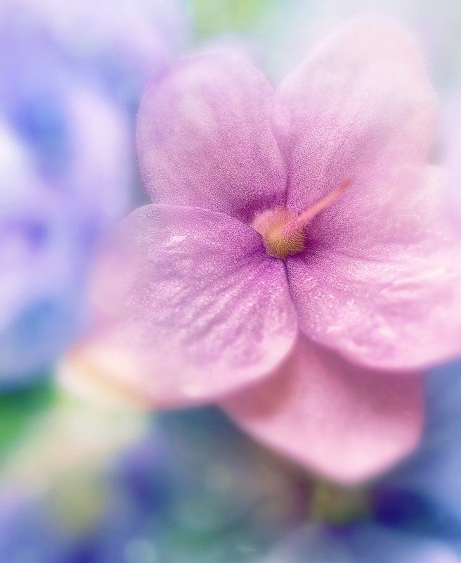 Взрыв в цветах. Вариации фото превью