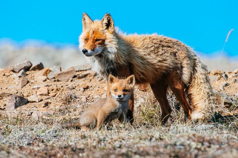 *** фото превью