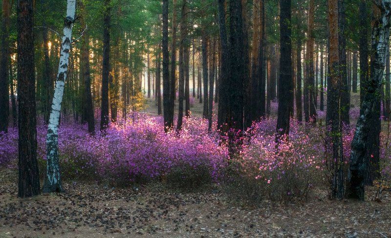 Утро в лесу с багульником фото превью