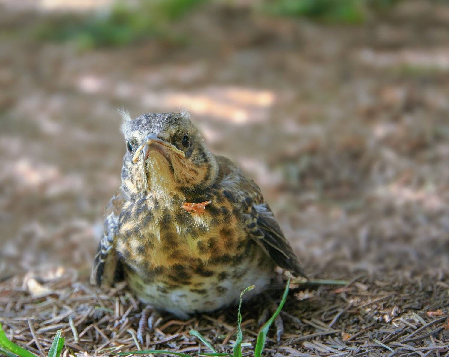 , Олег Богданов