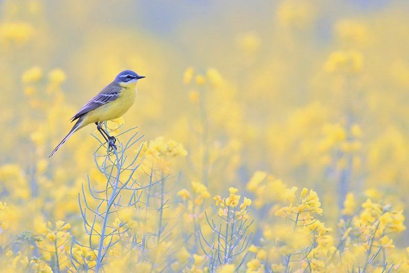 Pliszka zółta фото превью
