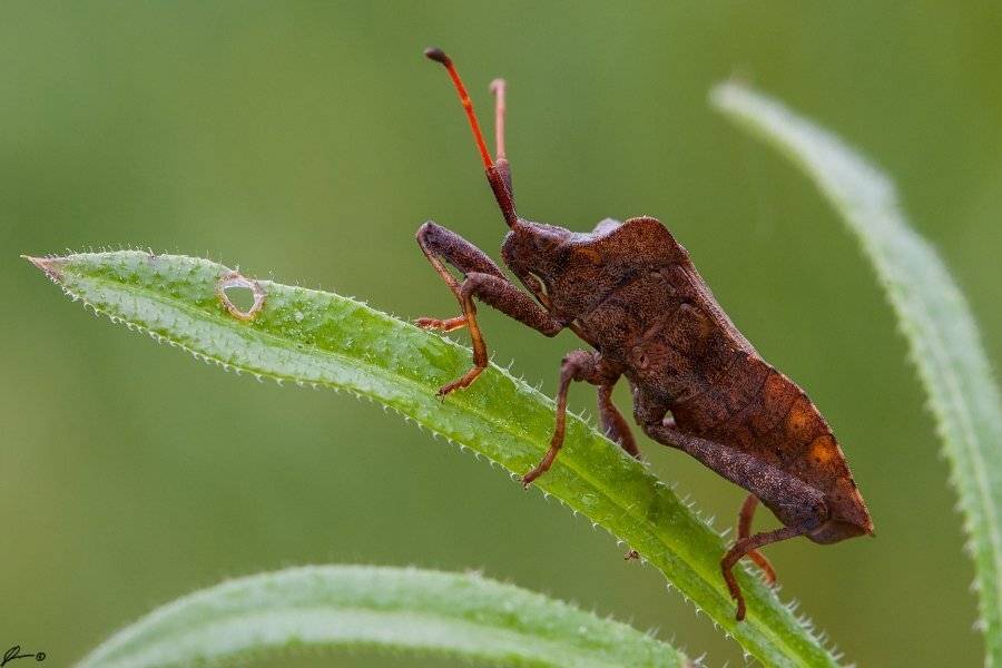 Insect, Macro, Makro, Nature, Mariusz Oparski