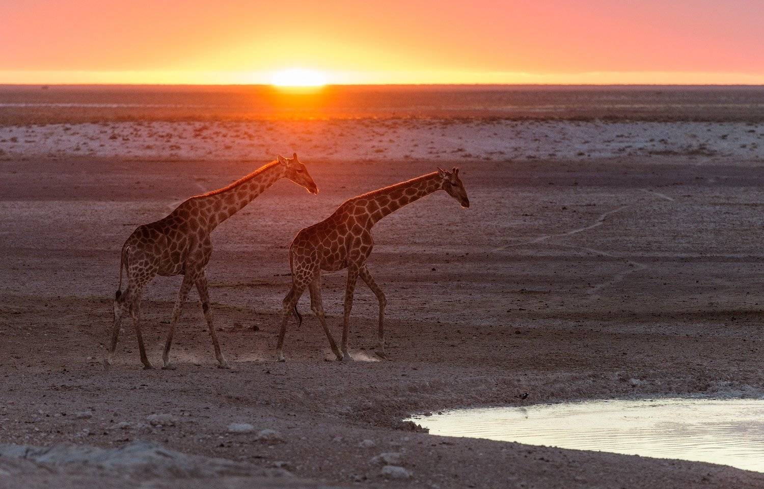 , Андрей Ведерников