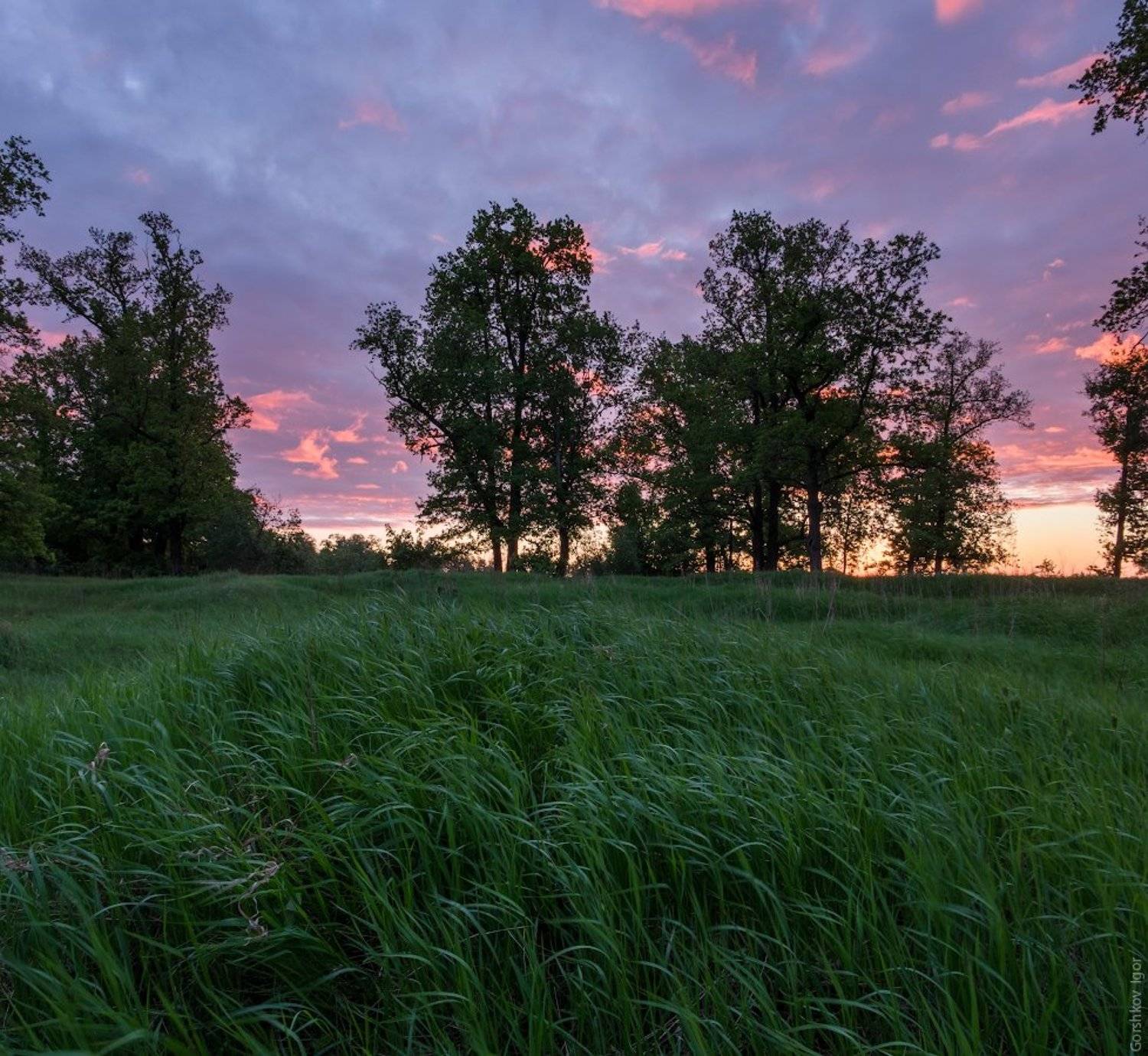 верторама, весна, лето, пейзаж, подмосковье, рассвет, трава, утро, Горшков Игорь