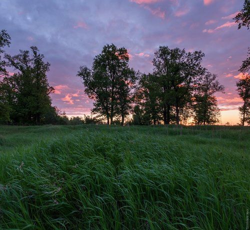 Ранее-ранее майское утро в свежей траве и среди дубов.