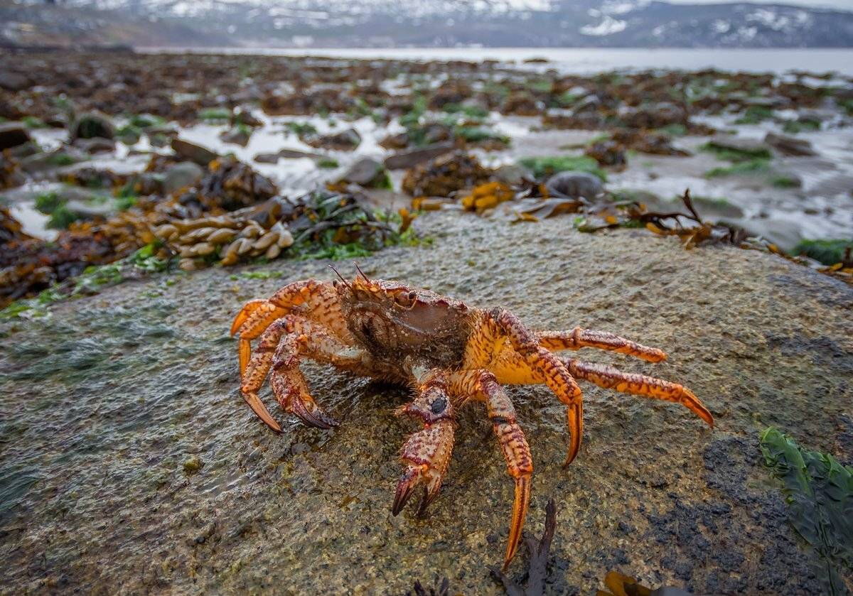 магадан, охотское море, нагаева, колыма, краб, отлив, Кирилл Уютнов