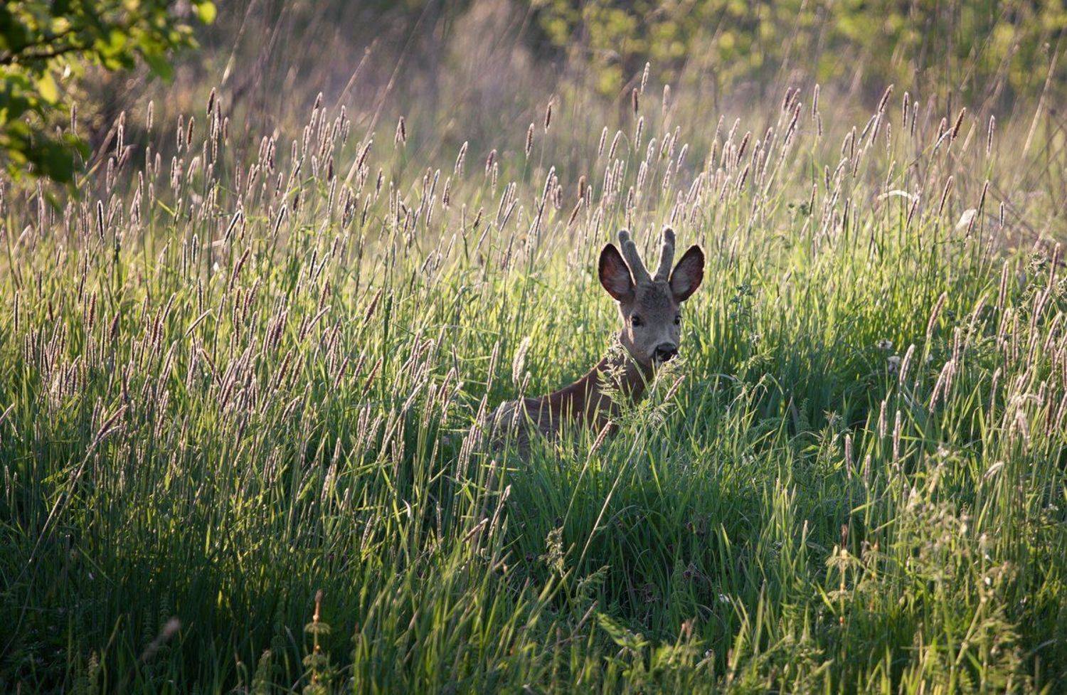 , Marius Gailiu&scaron;is