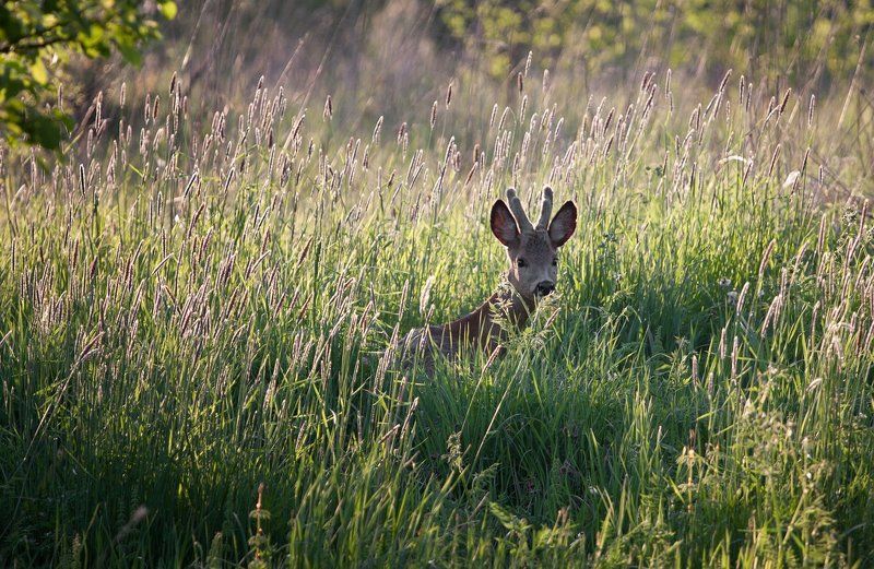 Бэмби... фото превью
