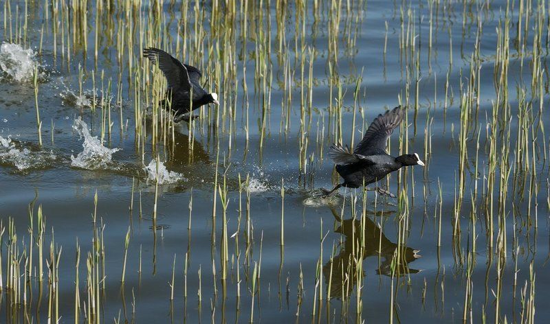 Погоня! фото превью