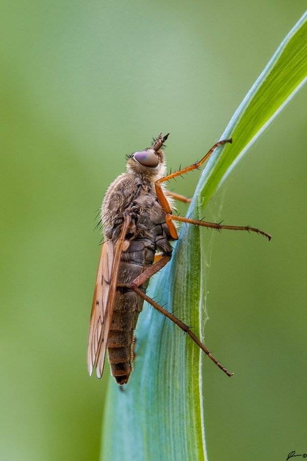 Insect, Macro, Makro, Nature, Mariusz Oparski