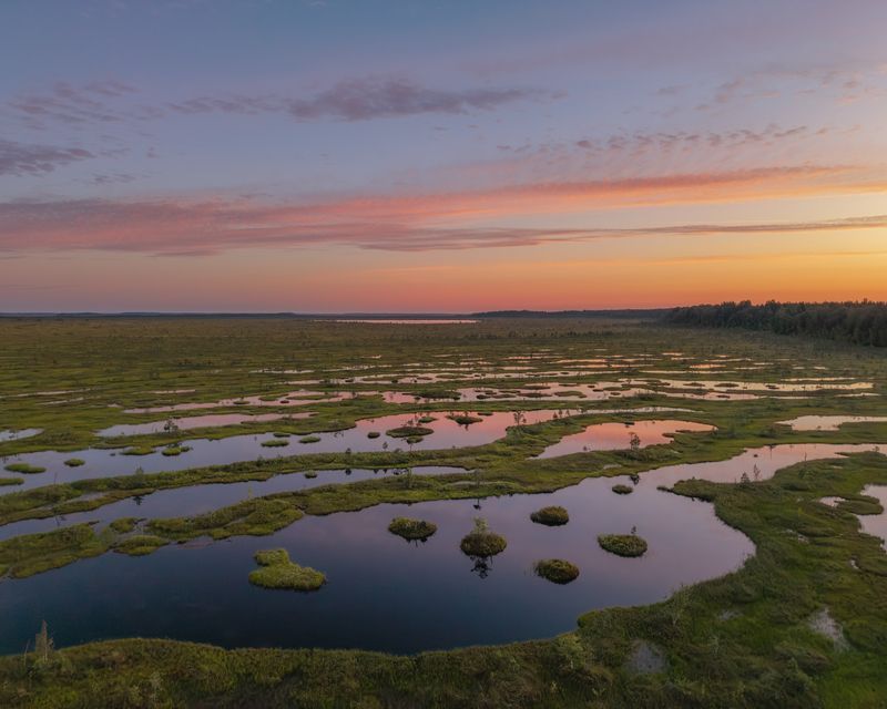 болоталенинградскойобласти, болота, ленинградскаяобласть, ленобласть, wetland, swamp Болото Соколий Мох, огромный болотный массив, расположенный на востоке Ленинградской области. фото превью