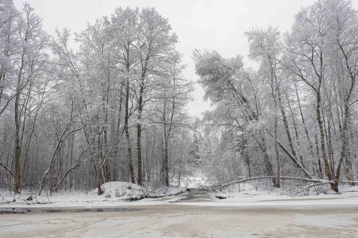 , Елена Михайлова