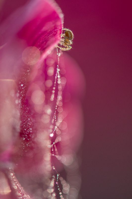 флокс, розовый, паук, паучок, блики, боке, цветок, паутина Ловушка фото превью