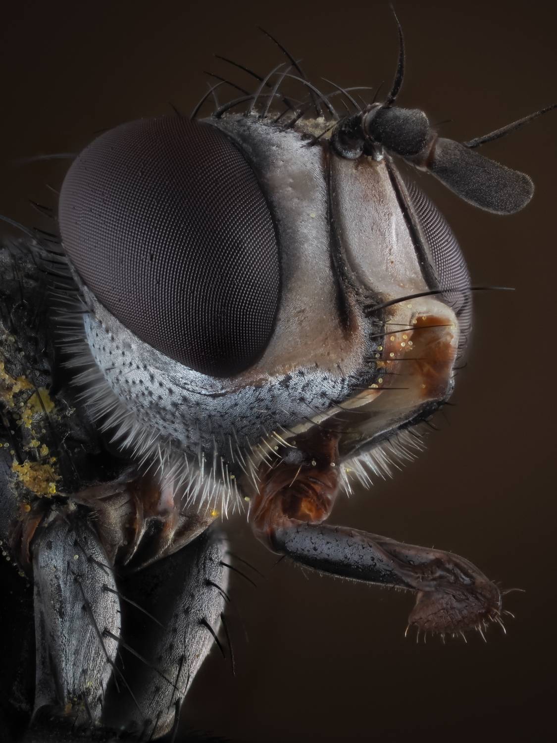 , Олег Савицкий