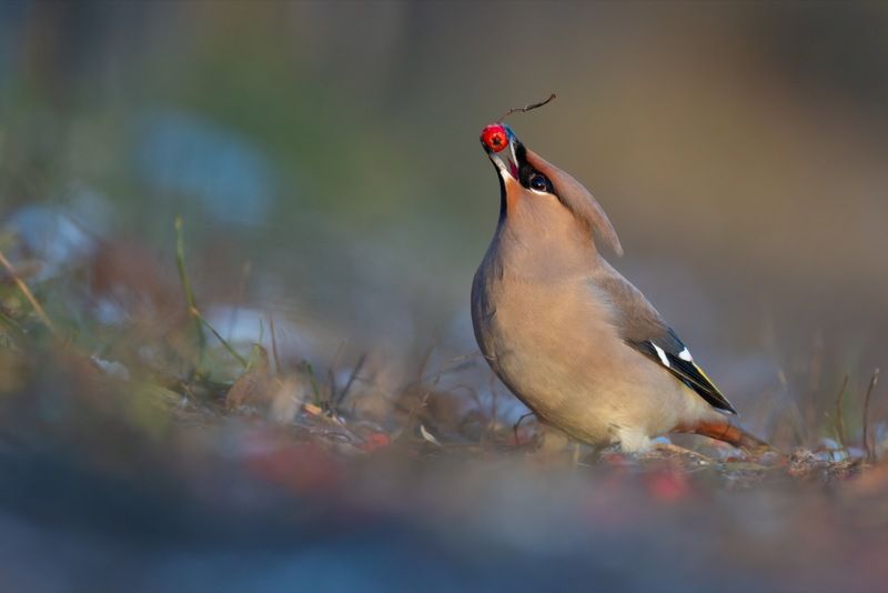 свиристель, рябина, птицы Свиристель фото превью