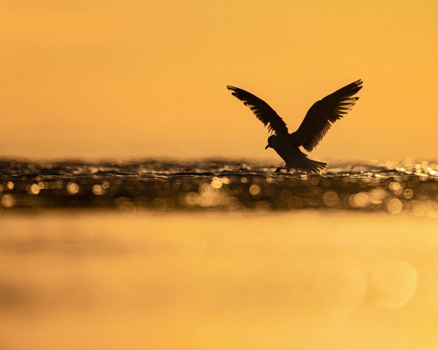 закат, чайка, финский залив, птицы, силуэт, балтика, Ruslan Pl