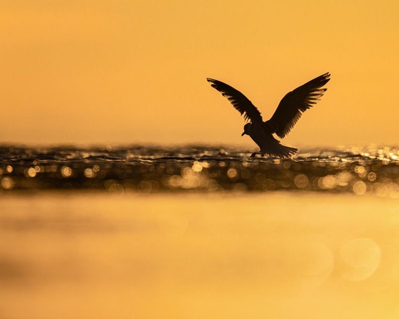 закат, чайка, финский залив, птицы, силуэт, балтика Зимний закат на заливе фото превью